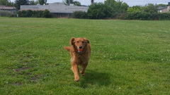 Buddy Yamamoto - Our handsome sweet ball champion -  We love and miss you!!