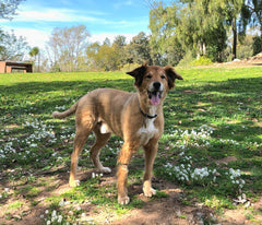 Toby - the sweetest boy, the goodest dog