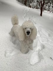 Finnegan Barker