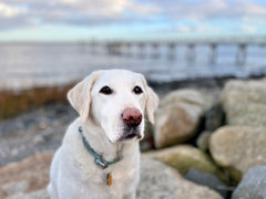 Bay Stephens - our sweet girl. We miss you pupper. 