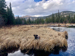 Marbury Kilgannon My Navajo Soul Dog, happiest when outside on an adventure