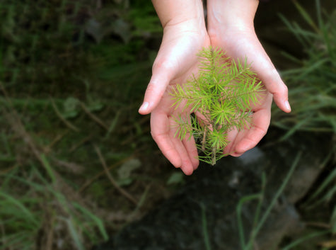 Add Trees to a Planting