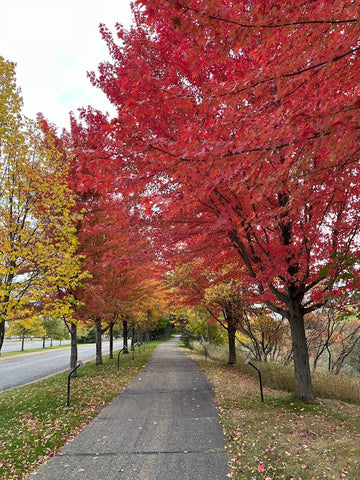 Winner, Autumn Leaves-Barb Lee