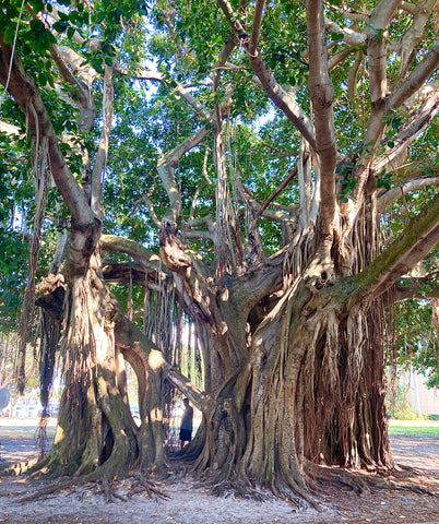 Winner, Big Glorious Tree- Malcolm Ritter