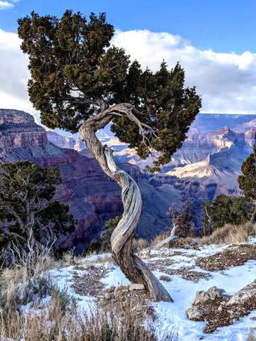 Winner, Unique Tree Photo-Suzie Doherty