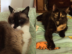 Lord Puddington and Minnie - Babyguy & Moomoo: Taken too soon. Love 4ever💔